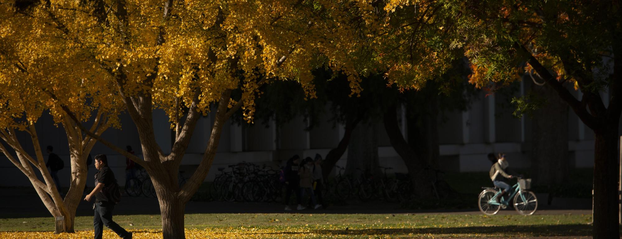 Campus scene with bicyclist and individual walking under fall foliage